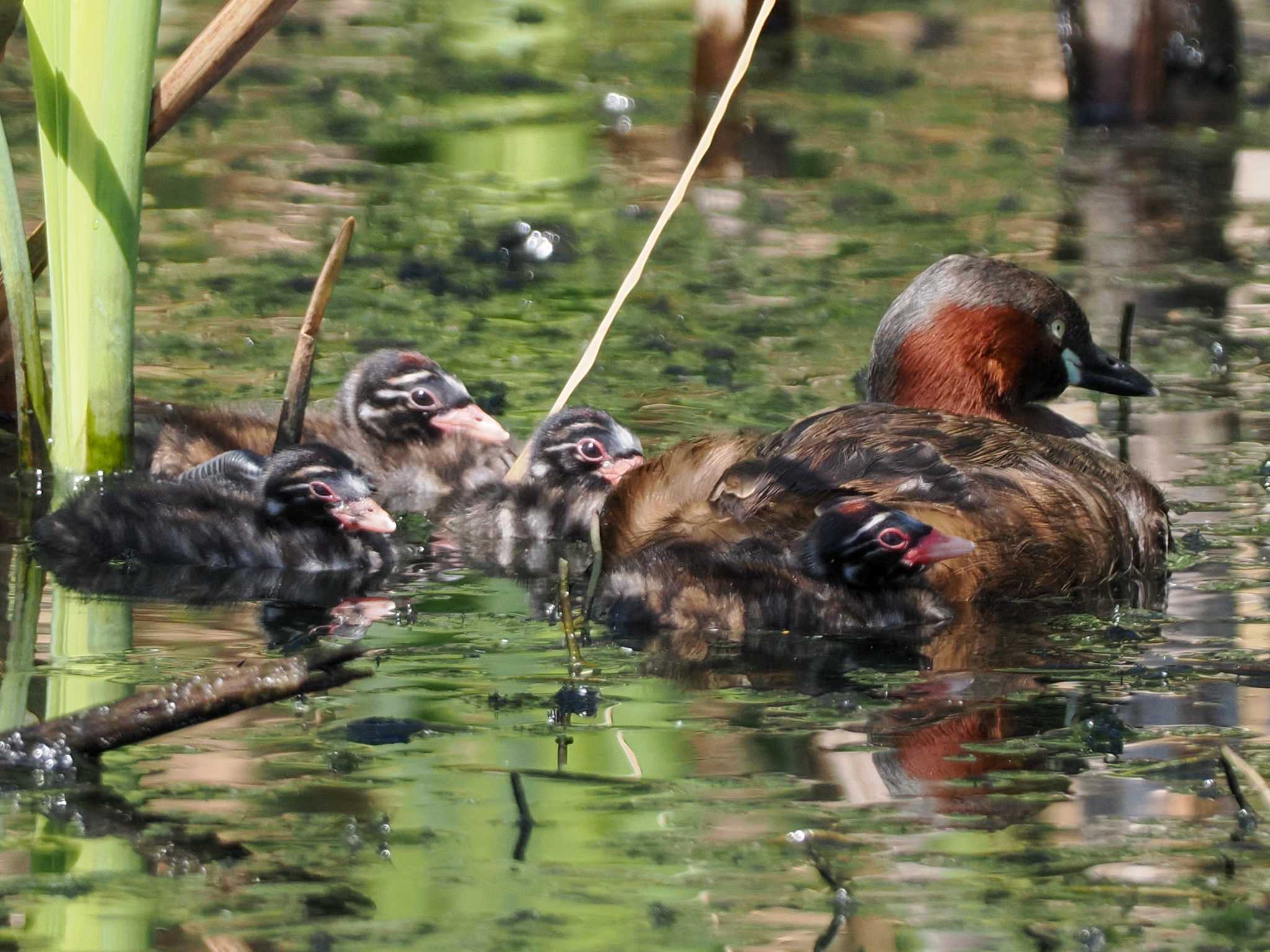 カイツブリ