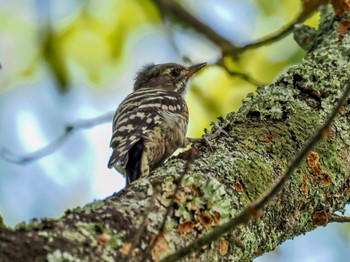 Japanese Pygmy Woodpecker 広島県立中央森林公園 Mon, 8/21/2023