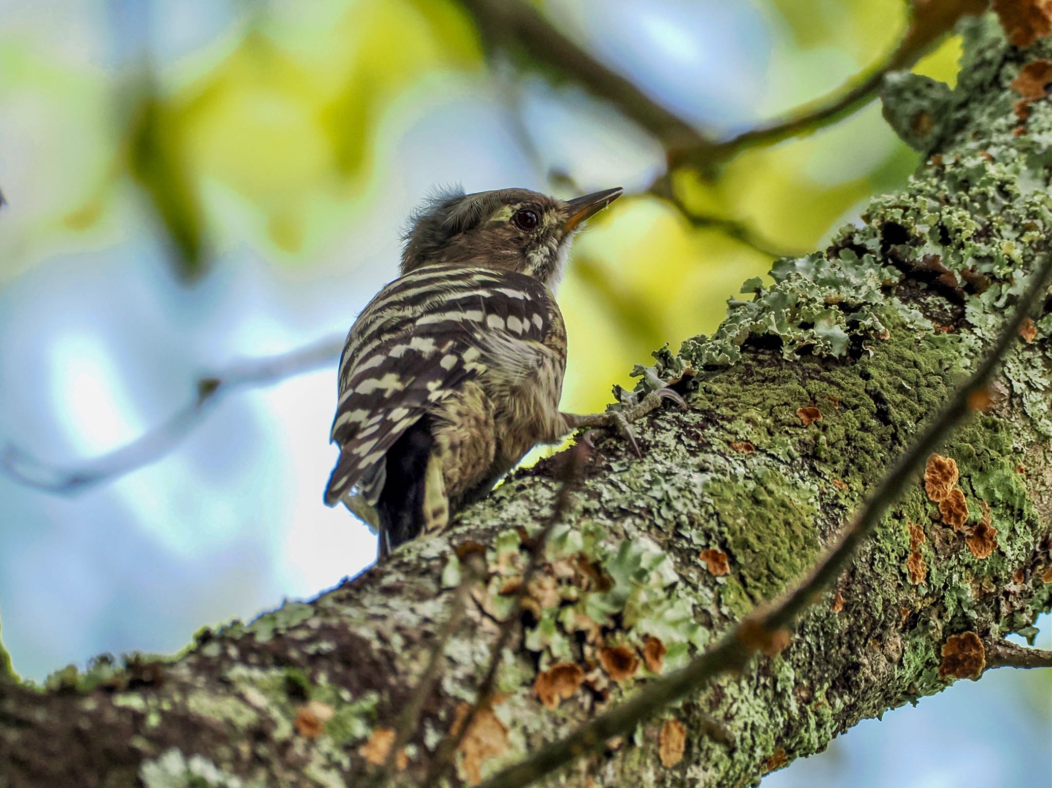 Japanese Pygmy Woodpecker