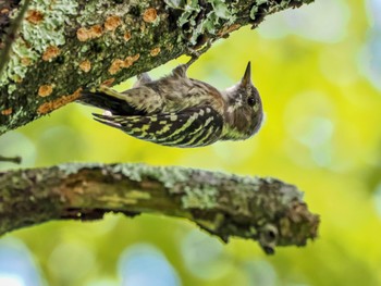 2023年8月21日(月) 広島県立中央森林公園の野鳥観察記録