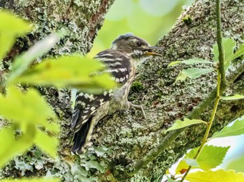 Japanese Pygmy Woodpecker 広島県立中央森林公園 Mon, 8/21/2023