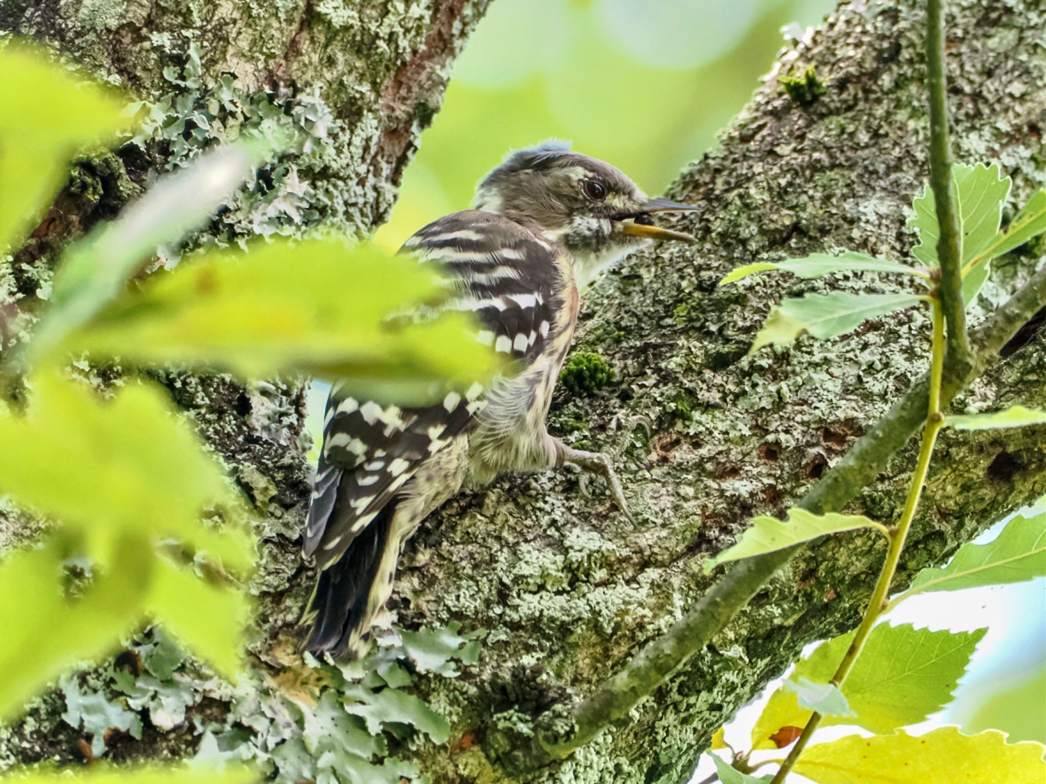 Japanese Pygmy Woodpecker