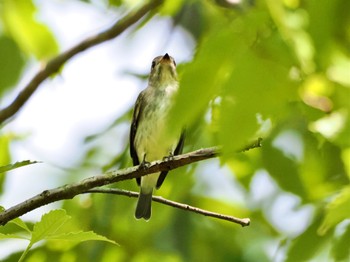 Dark-sided Flycatcher 広島県立中央森林公園 Mon, 8/21/2023