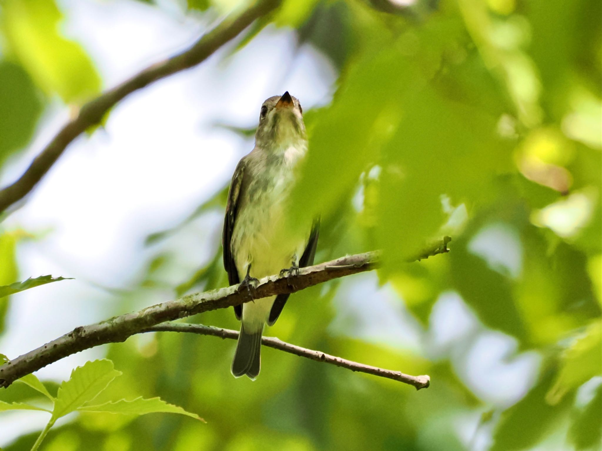 Dark-sided Flycatcher