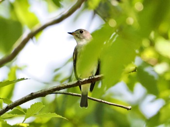 Dark-sided Flycatcher 広島県立中央森林公園 Mon, 8/21/2023