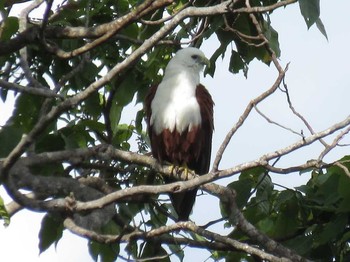 Brahminy Kite インドネシア　ハルマヘラ島 Fri, 7/21/2017