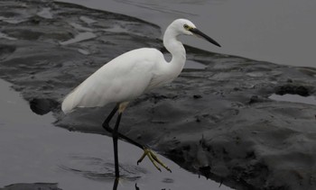 Little Egret Unknown Spots Wed, 8/30/2023