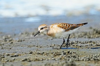 トウネン ふなばし三番瀬海浜公園 2023年8月26日(土)