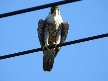 Peregrine Falcon 岡山旭川 Tue, 8/29/2023