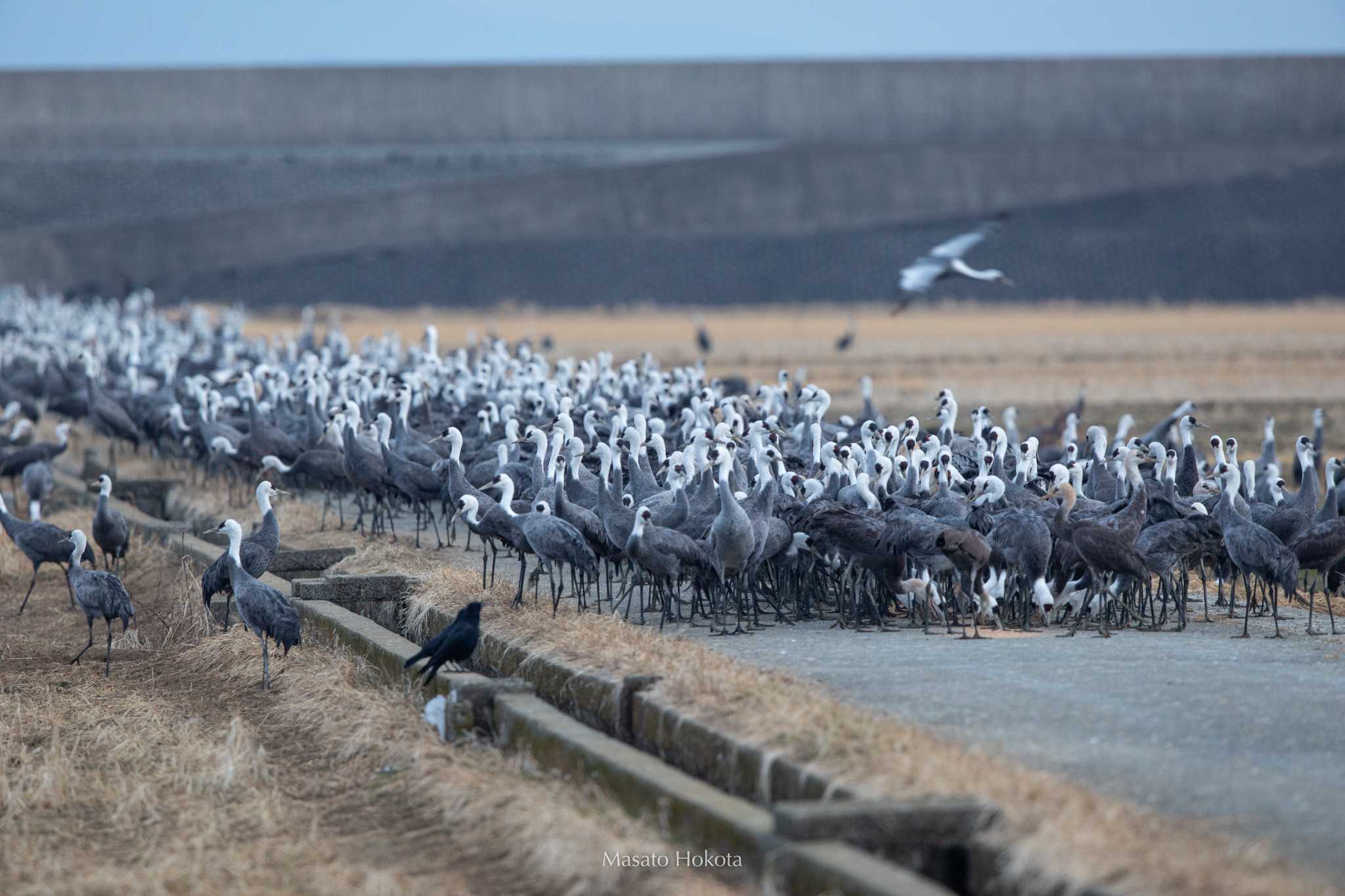 Photo of Hooded Crane at Izumi Crane Observation Center by Trio