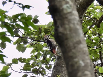 Great Spotted Woodpecker 赤城山 Sun, 8/27/2023