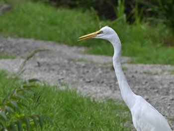 チュウサギ 江津湖 2023年8月30日(水)