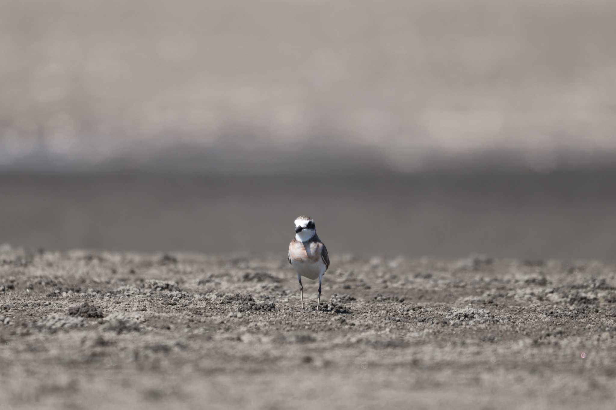 Siberian Sand Plover