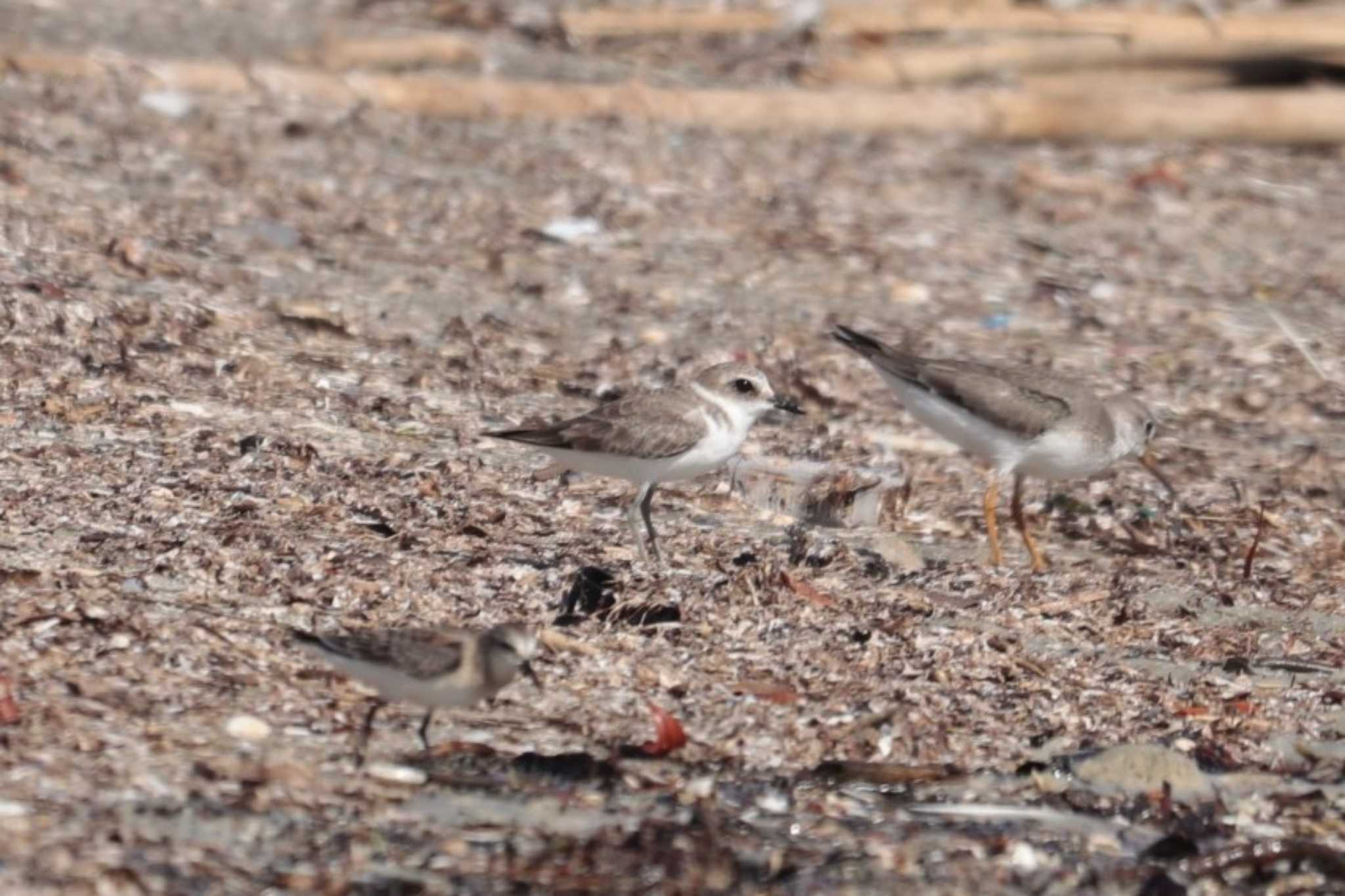 Kentish Plover