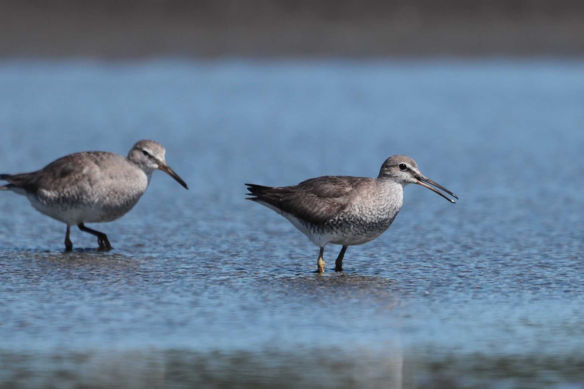 Grey-tailed Tattler