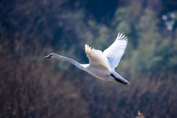 Mute Swan 菅生沼 Thu, 2/4/2016