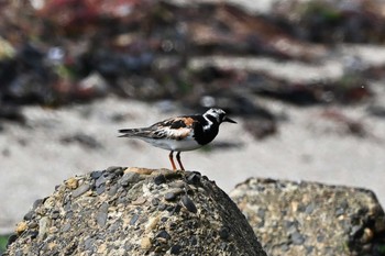 キョウジョシギ 平磯海岸 2023年8月27日(日)