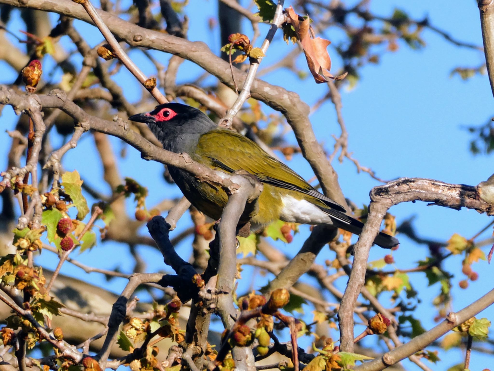 Photo of Australasian Figbird at Centennial Park (Sydney) by Maki