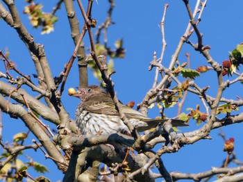 Australasian Figbird Centennial Park (Sydney) Fri, 8/25/2023