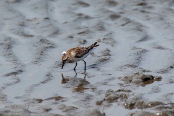 Red-necked Stint Kasai Rinkai Park Fri, 8/31/2018