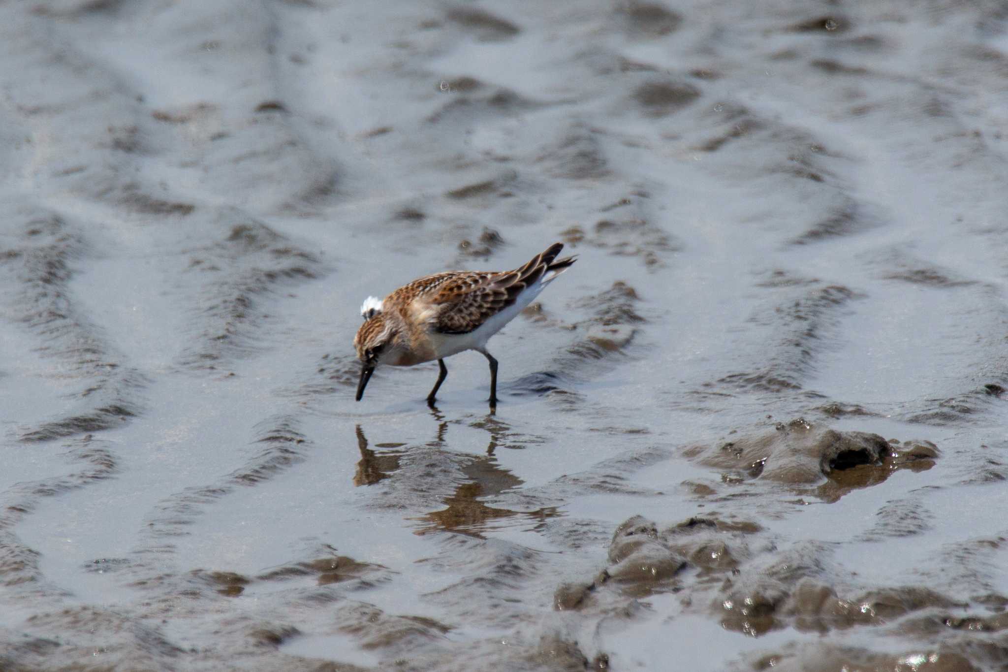 Photo of Red-necked Stint at Kasai Rinkai Park by たかとん