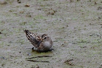 Long-toed Stint 東区近郊 Thu, 8/31/2023