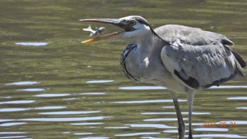 アオサギ 葛西臨海公園 2023年8月31日(木)