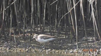 イソシギ 葛西臨海公園 2023年8月31日(木)