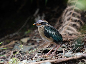 Fairy Pitta 長崎県 Thu, 7/13/2023