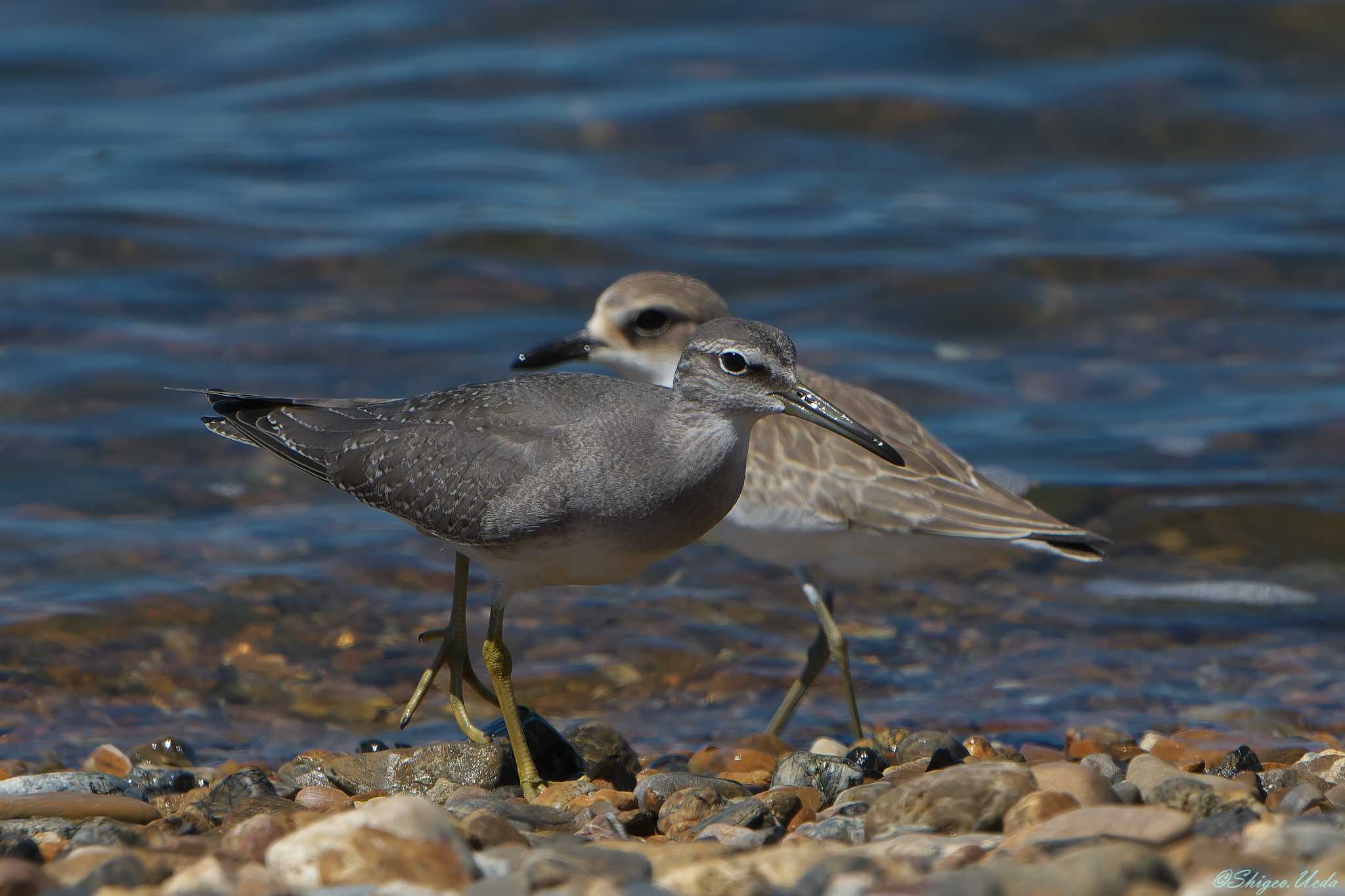 Grey-tailed Tattler