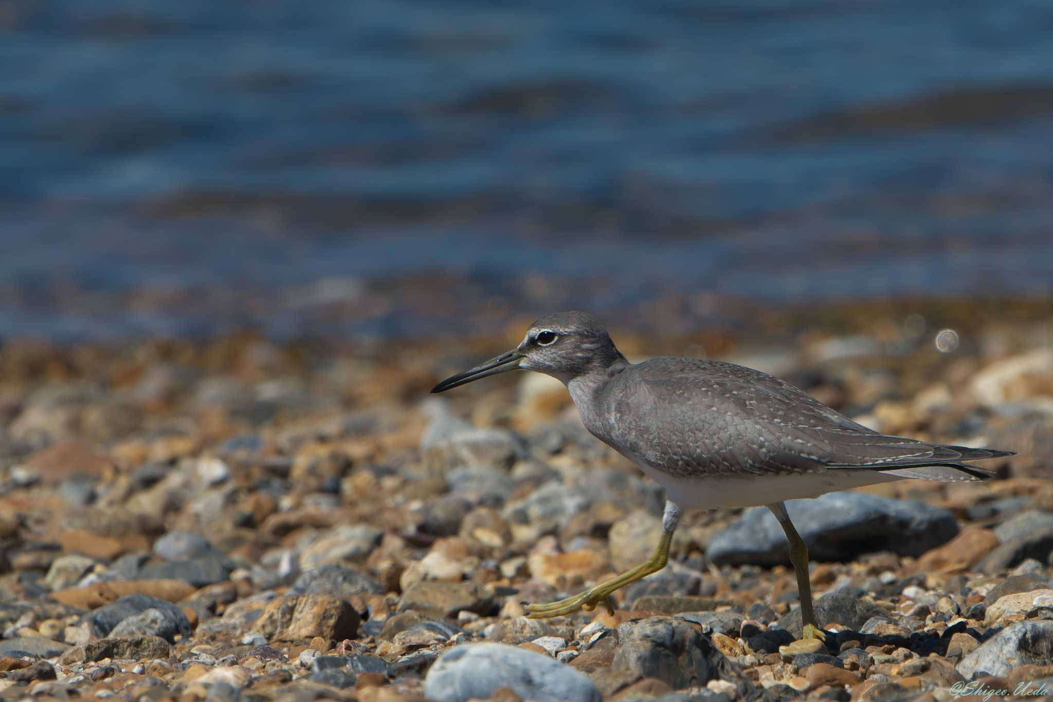 Grey-tailed Tattler