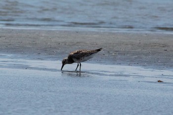 Fri, 8/31/2018 Birding report at Kasai Rinkai Park