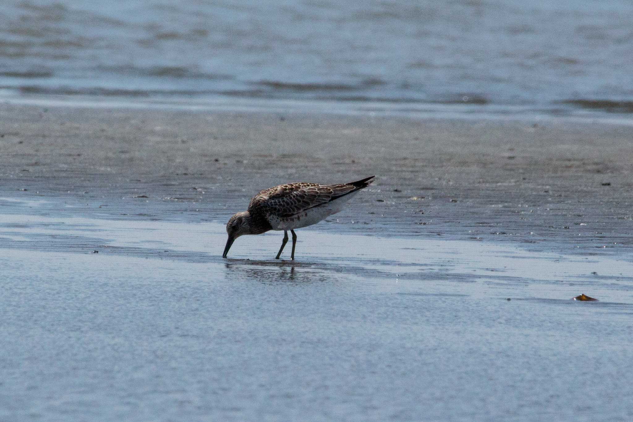 Photo of Great Knot at Kasai Rinkai Park by たかとん