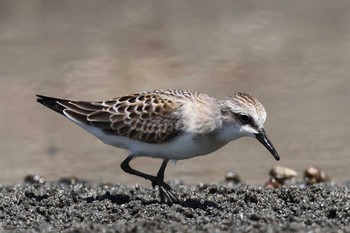 Red-necked Stint Sambanze Tideland Thu, 8/31/2023