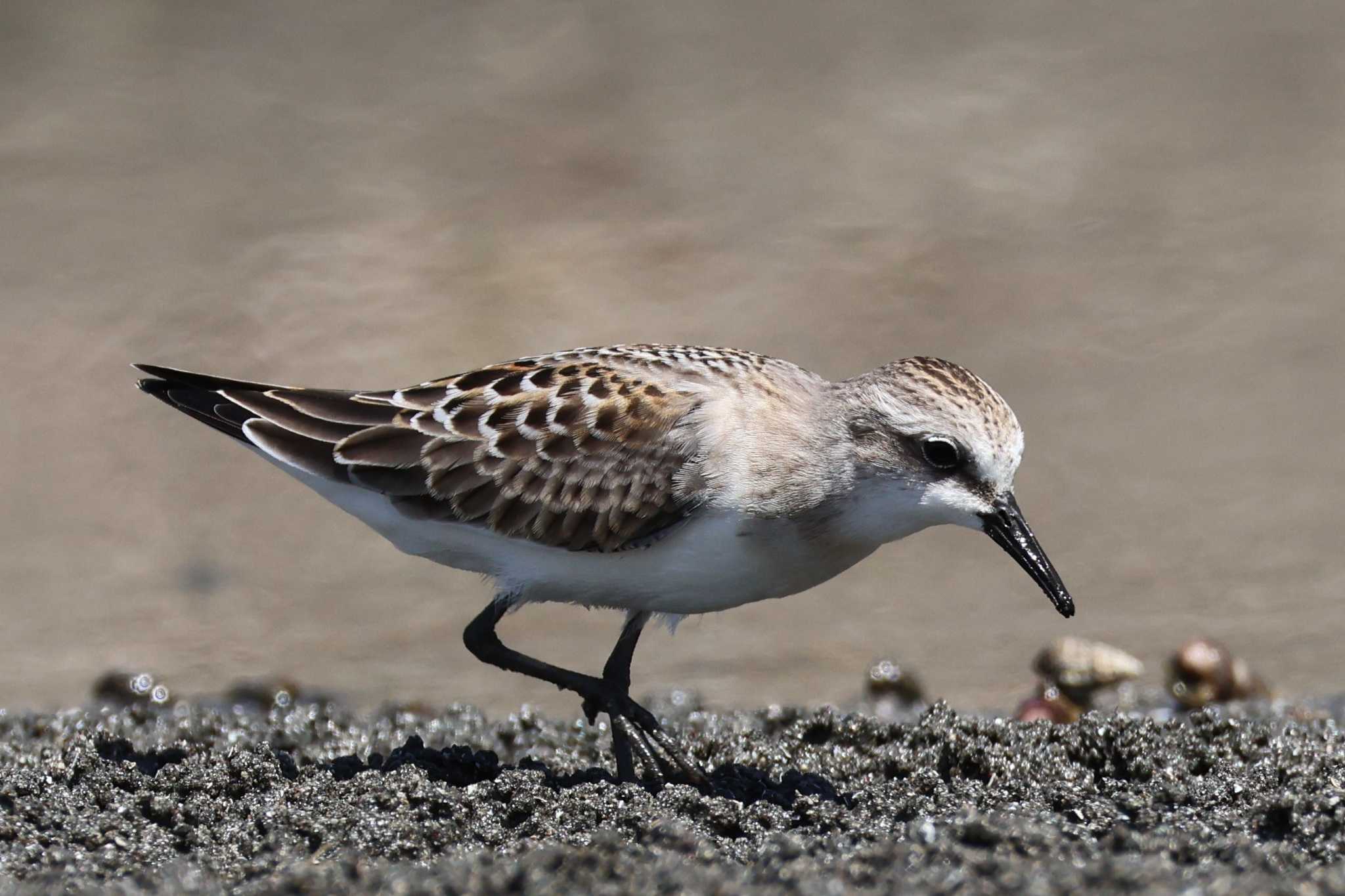 Red-necked Stint