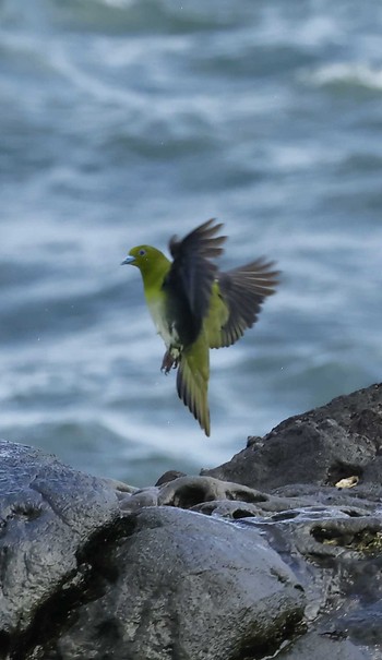 White-bellied Green Pigeon 大磯海岸 Mon, 8/28/2023