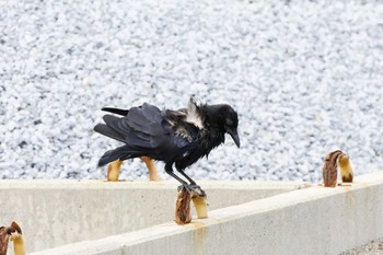 Carrion Crow 大磯海岸 Mon, 8/28/2023