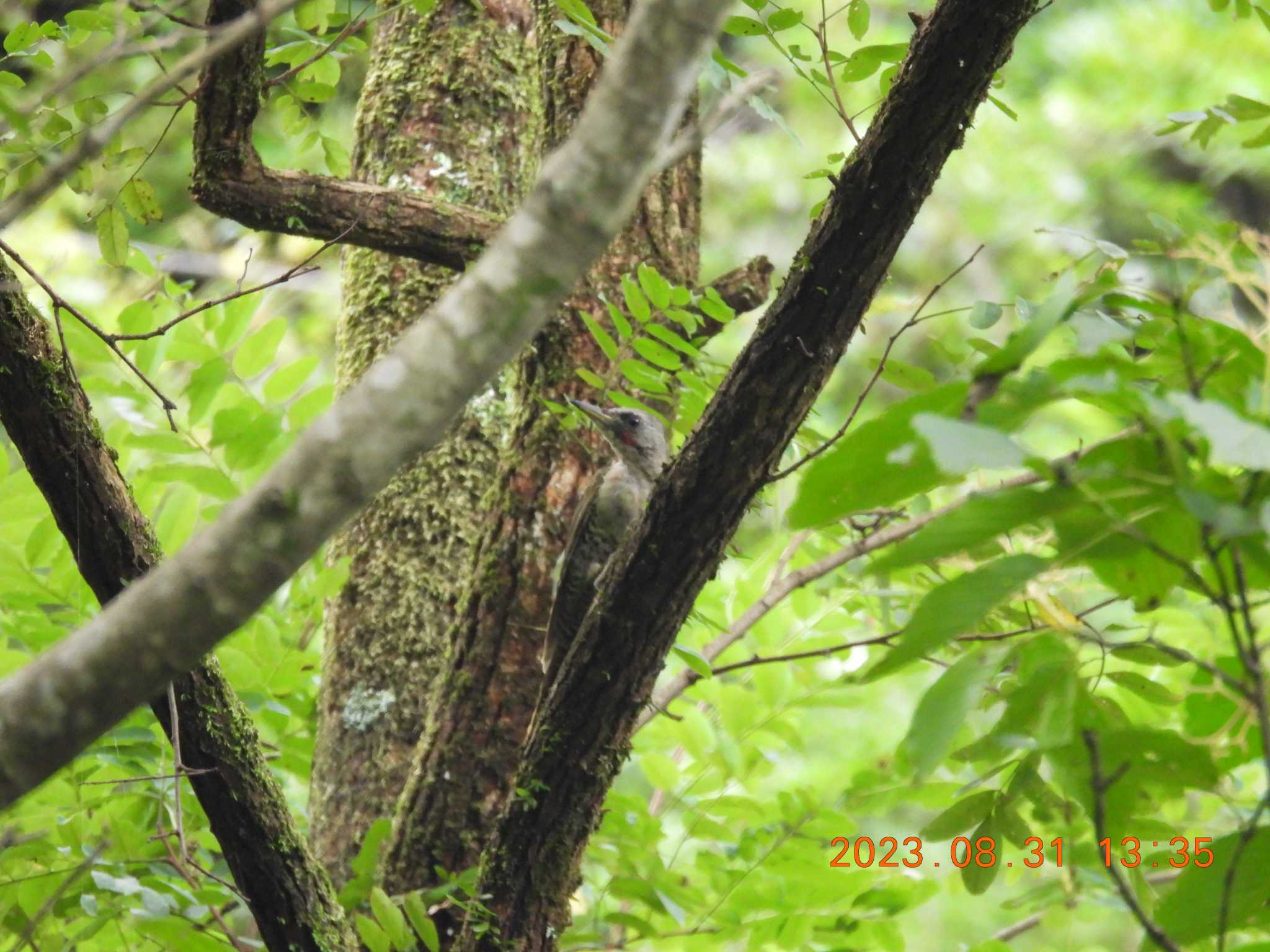 岐阜県羽根谷 アオゲラの写真 by 得正