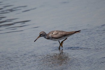 キアシシギ 葛西臨海公園 2018年8月31日(金)