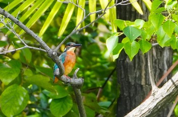 2023年8月31日(木) 万代池の野鳥観察記録