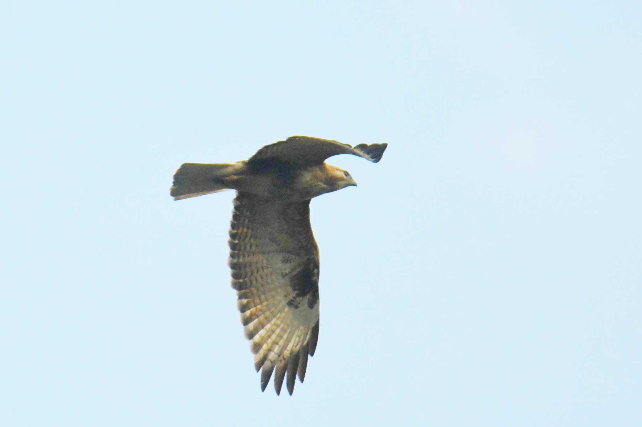 Eastern Buzzard