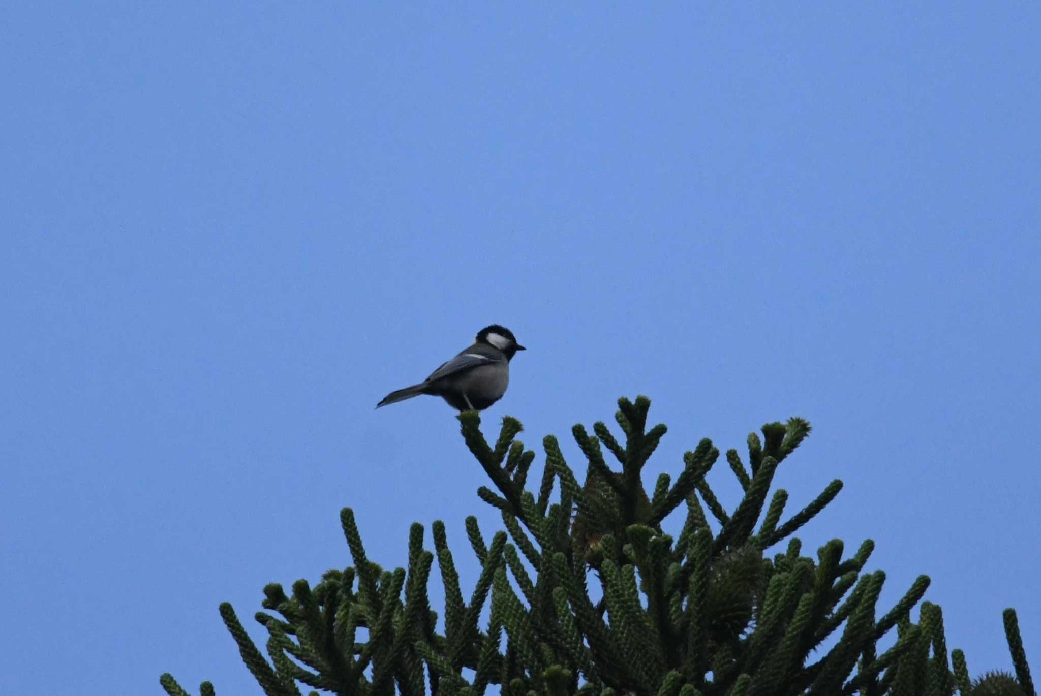 Japanese Tit