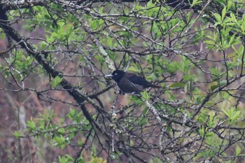 Maroon Oriole Doi Angkhang Mon, 2/20/2023