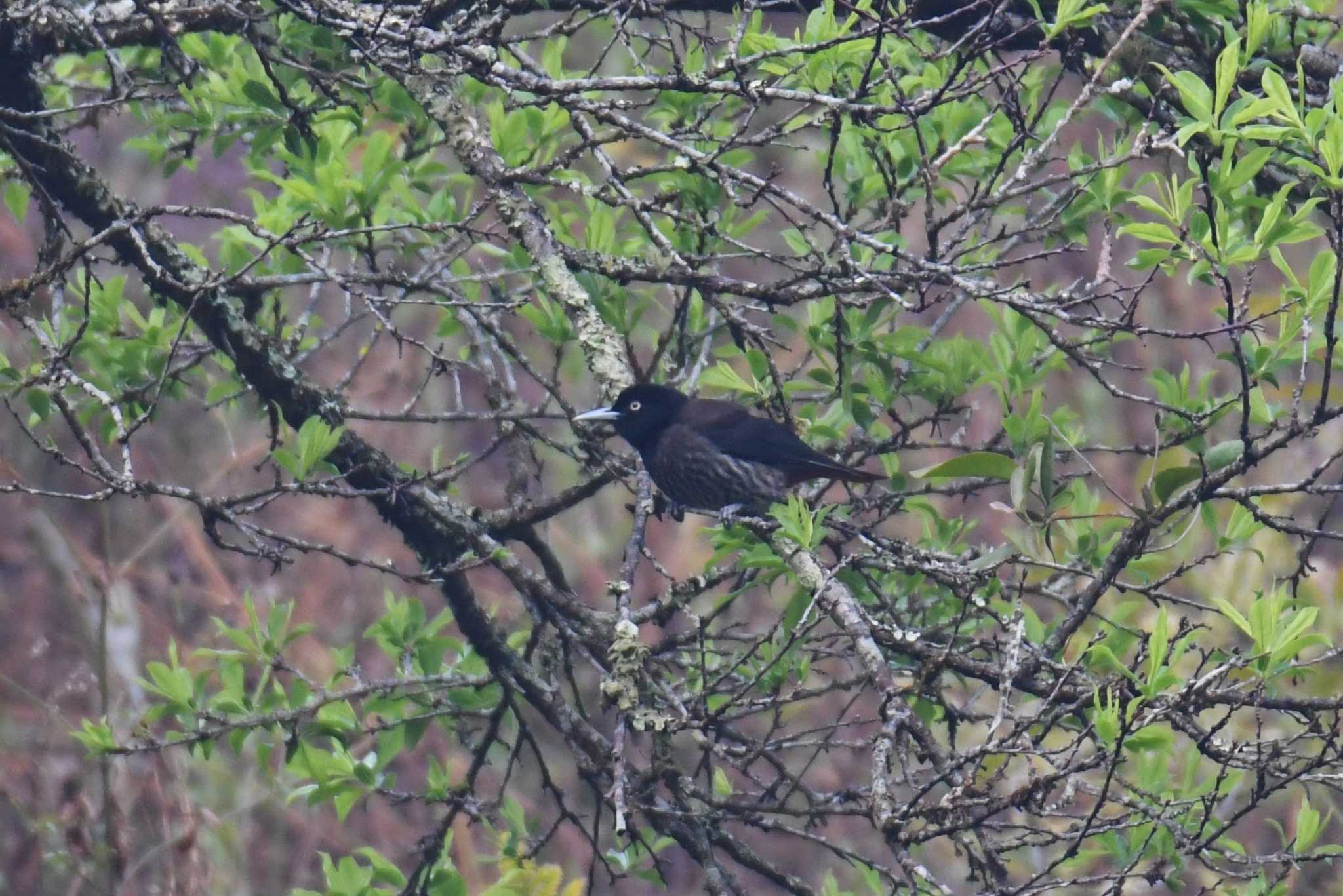 Photo of Maroon Oriole at Doi Angkhang by あひる