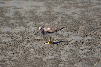 キアシシギ 葛西臨海公園 2018年8月31日(金)