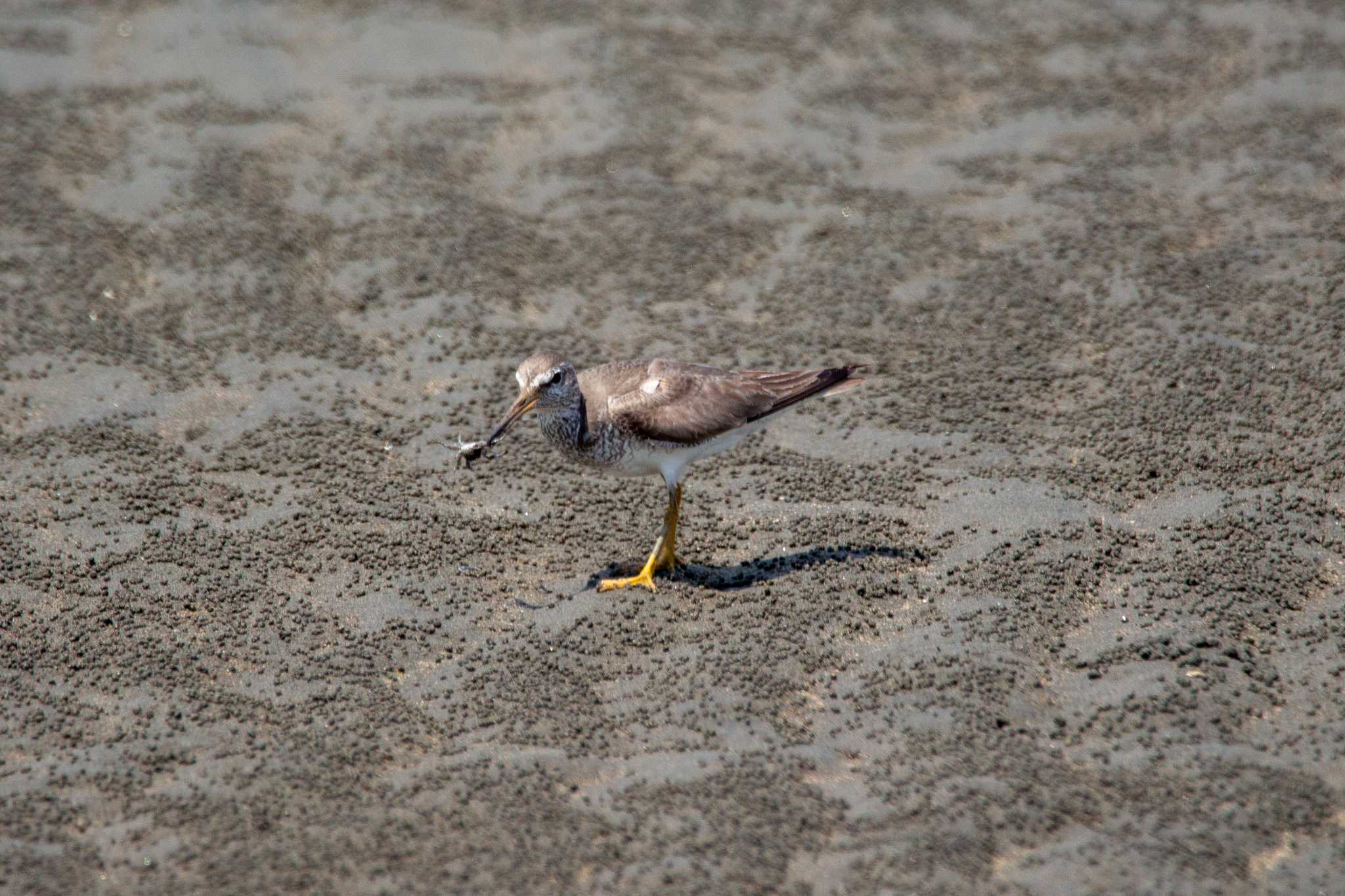 Photo of Grey-tailed Tattler at Kasai Rinkai Park by たかとん