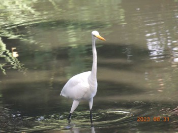 チュウサギ 葛西臨海公園 2023年8月31日(木)