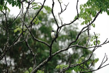 Forest Kingfisher ケアンズ Thu, 8/10/2023