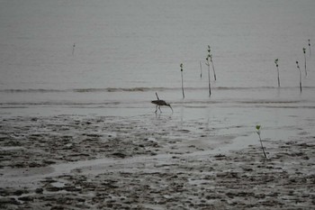 Far Eastern Curlew ケアンズ Thu, 8/10/2023