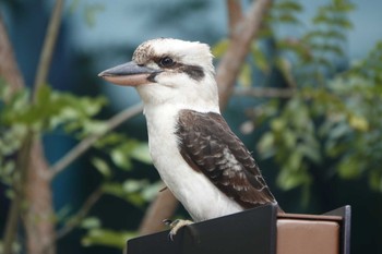 Laughing Kookaburra ケアンズ Wed, 8/9/2023